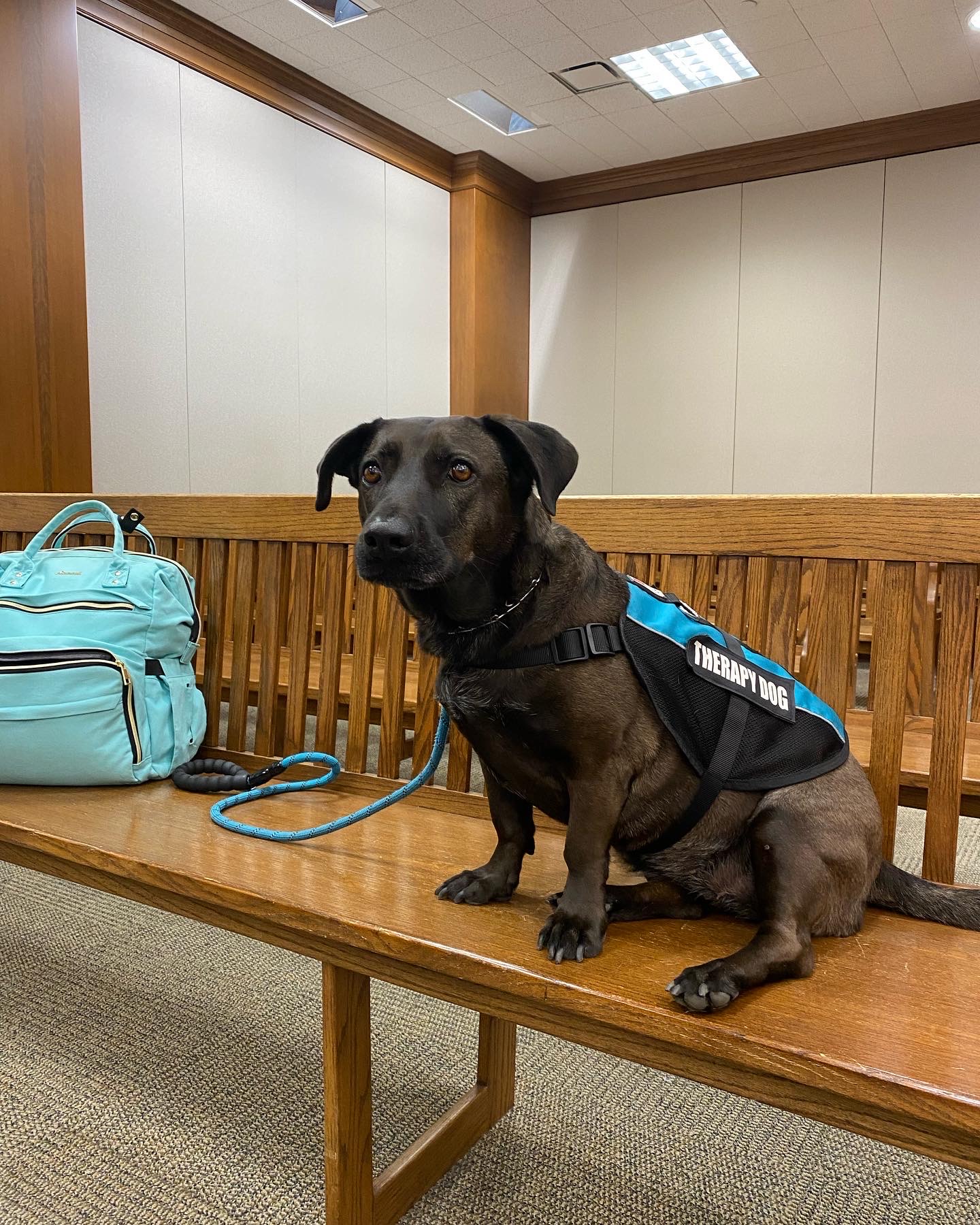 Sheppard Law Louisiana Therapy Dogs